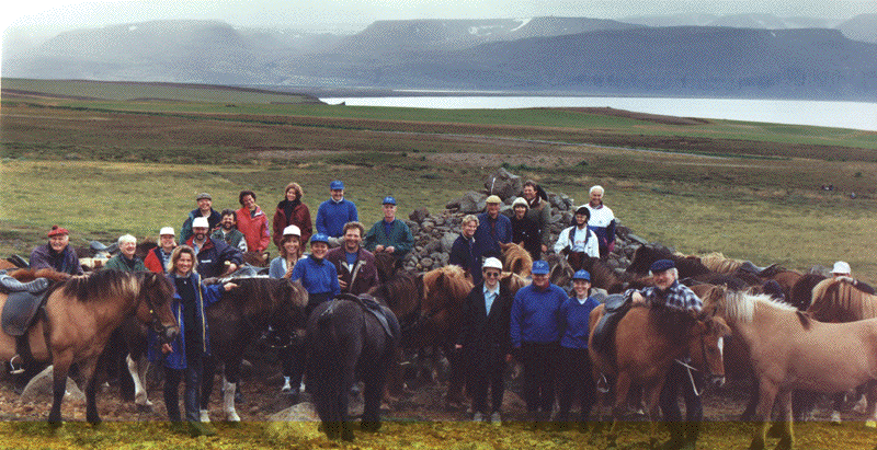 happy iceland horses