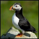 Puffin